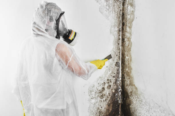 Best Residential Mold Removal  in Fairport, NY
