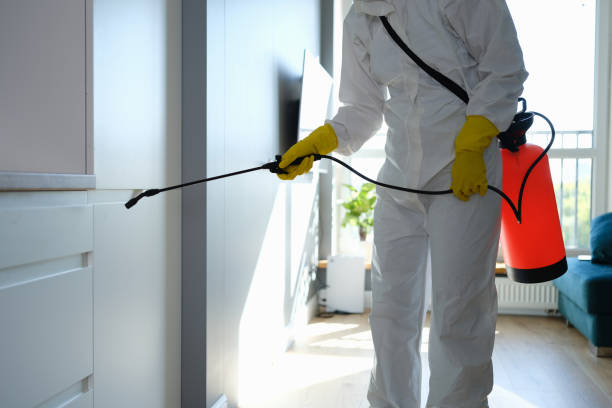 Best Emergency Mold Removal  in Fairport, NY