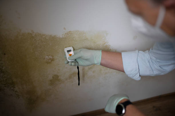 Best Crawl Space Mold Removal  in Fairport, NY