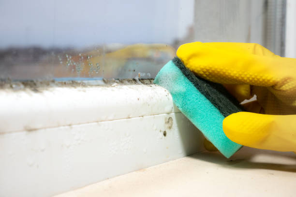 Best Office Mold Removal Services  in Fairport, NY