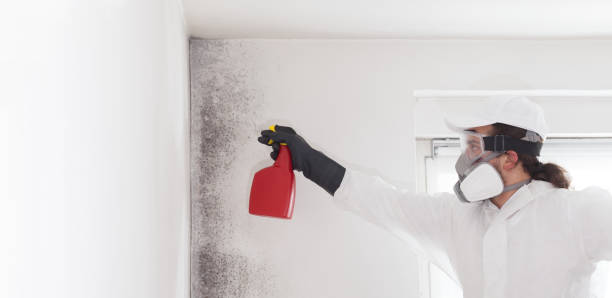 Best Commercial Mold Removal  in Fairport, NY
