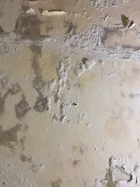 Attic Mold Removal in Fairport, NY