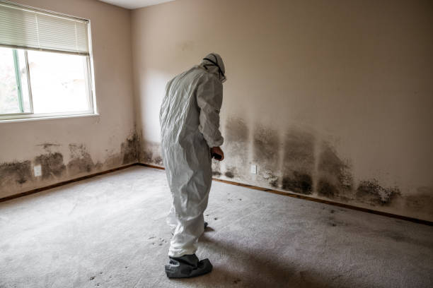 Professional Mold Removal in Fairport, NY